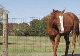 cattle fence